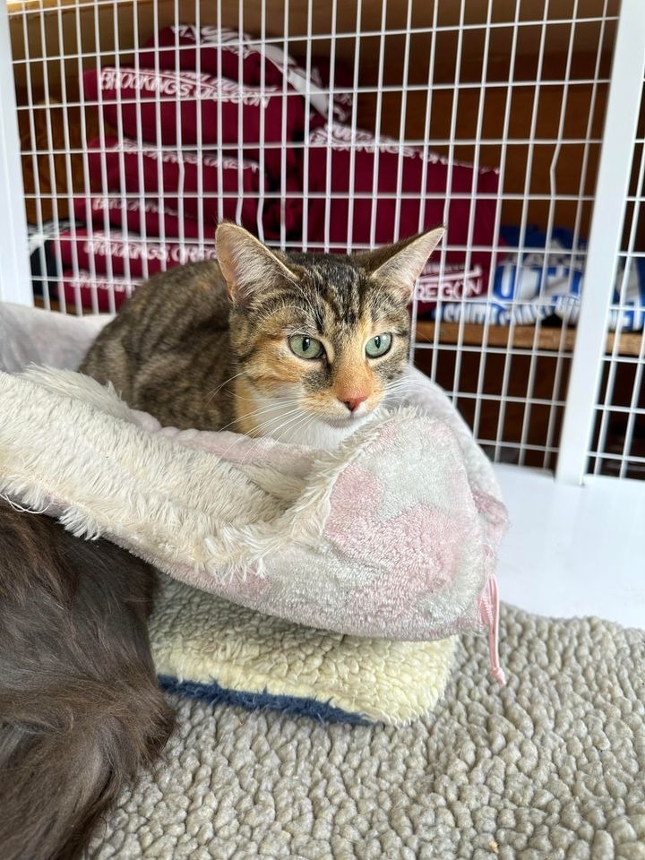 Ginger, an adoptable Domestic Short Hair in Brookings, OR, 97415 | Photo Image 2