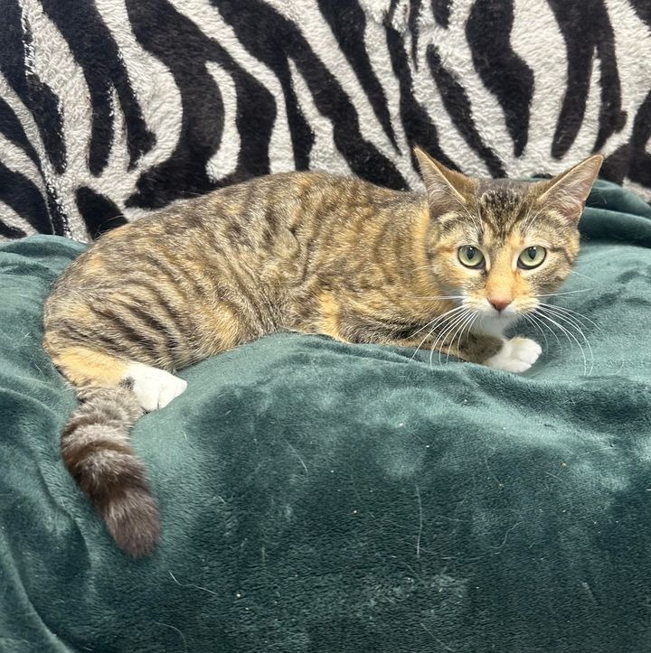 Ginger, an adoptable Domestic Short Hair in Brookings, OR, 97415 | Photo Image 3