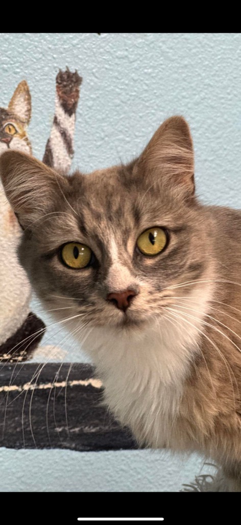 Nikki, an adoptable Domestic Long Hair in Brookings, OR, 97415 | Photo Image 1