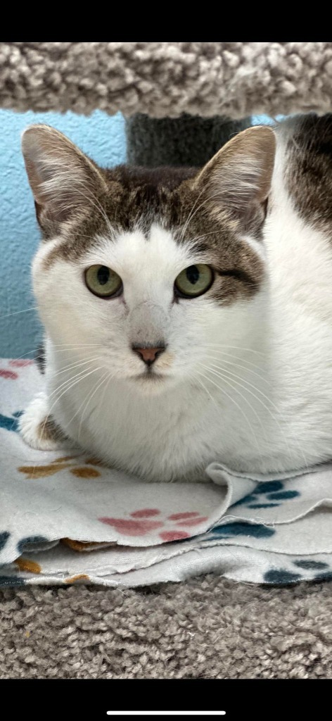 Pepper, an adoptable Domestic Short Hair in Brookings, OR, 97415 | Photo Image 1