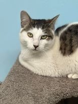 Pepper, an adoptable Domestic Short Hair in Brookings, OR, 97415 | Photo Image 3