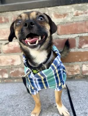 BOBBY Chihuahua Dog