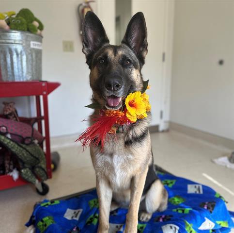 ROSE, an adoptable German Shepherd Dog in McKinleyville, CA, 95519 | Photo Image 1