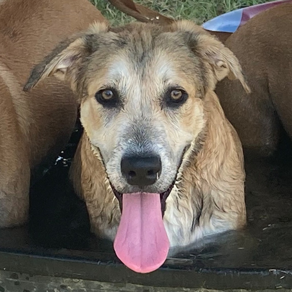 Dog for adoption - LEVI, an Australian Shepherd & Collie Mix in Quinlan ...