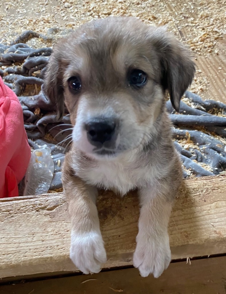 LEVI, an adoptable Collie, Husky in Quinlan, TX, 75474 | Photo Image 2