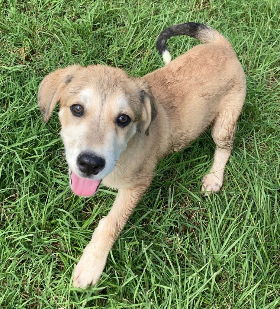 LEVI, an adoptable Collie, Husky in Quinlan, TX, 75474 | Photo Image 3