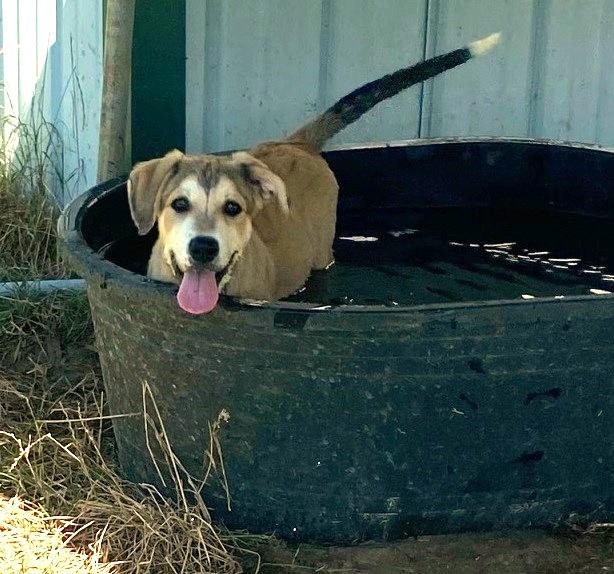 LEVI, an adoptable Collie, Husky in Quinlan, TX, 75474 | Photo Image 4
