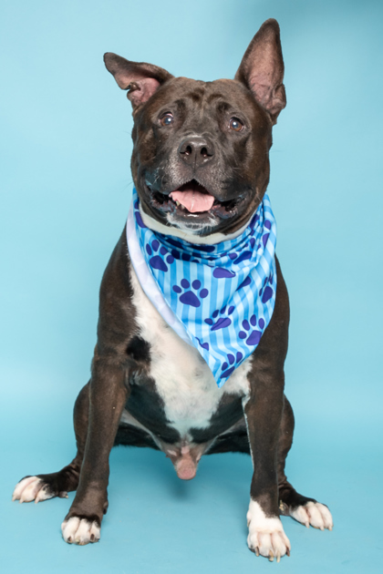 Charlie, an adoptable American Staffordshire Terrier, Mixed Breed in Caldwell, ID, 83607 | Photo Image 2