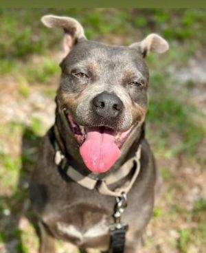 Sandra-FEE FULLY SPONSORED!, Adult Female Terrier
