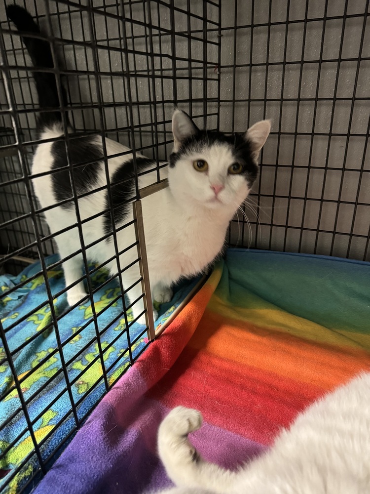 Poppy, an adoptable Domestic Short Hair in Lafayette, CO, 80026 | Photo Image 1