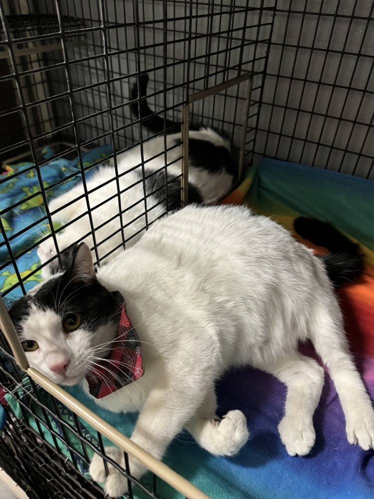 Eddie, an adoptable Domestic Short Hair in Lafayette, CO, 80026 | Photo Image 1