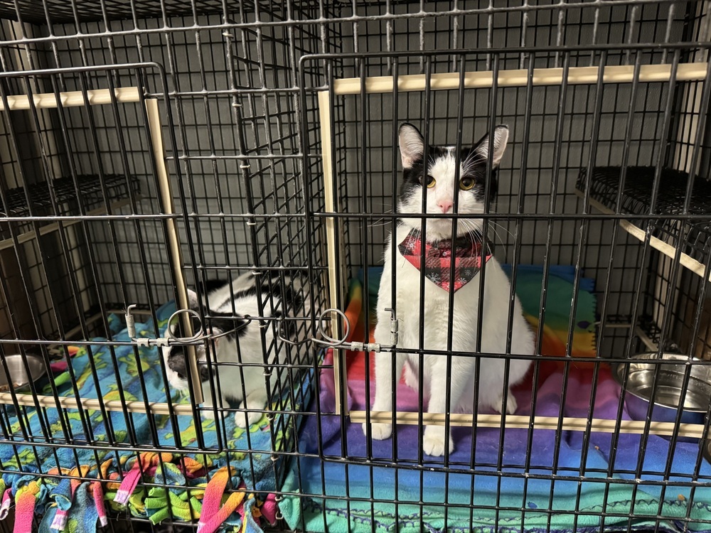 Eddie, an adoptable Domestic Short Hair in Lafayette, CO, 80026 | Photo Image 2