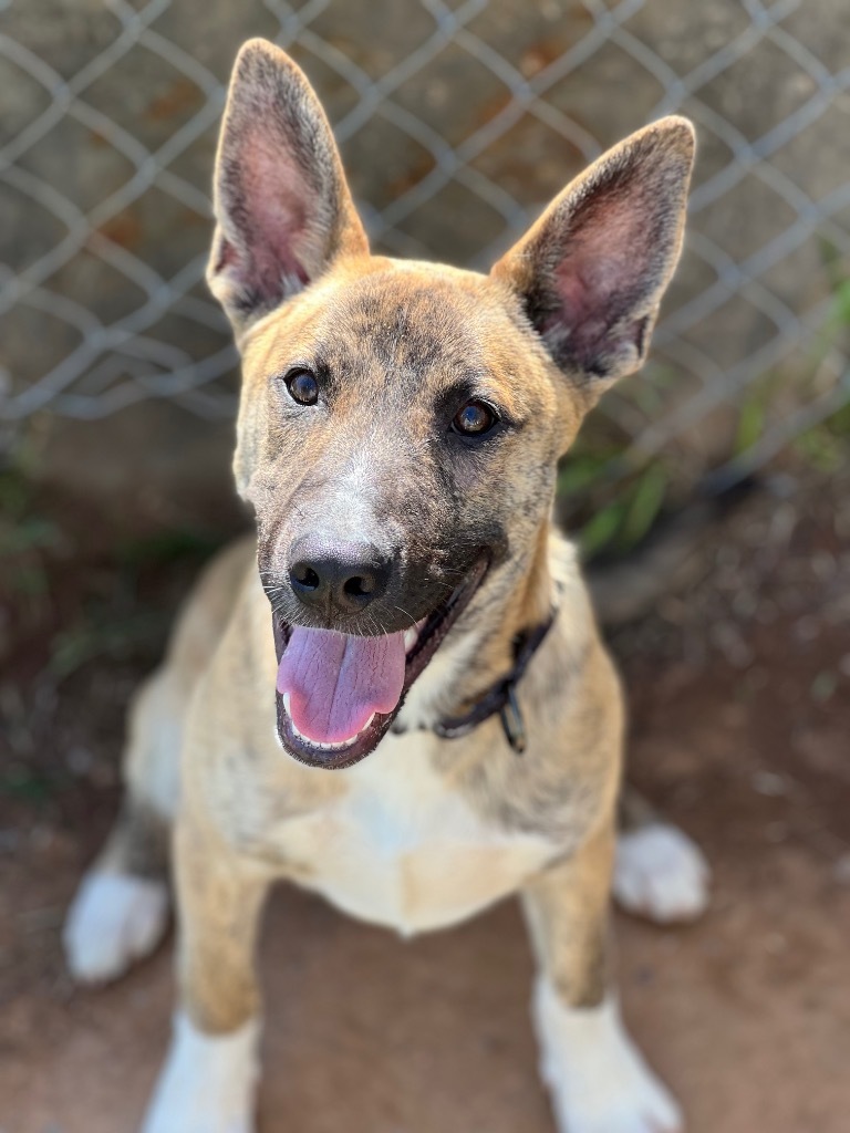 Frodo, an adoptable Mixed Breed in Duncan, OK, 73533 | Photo Image 1