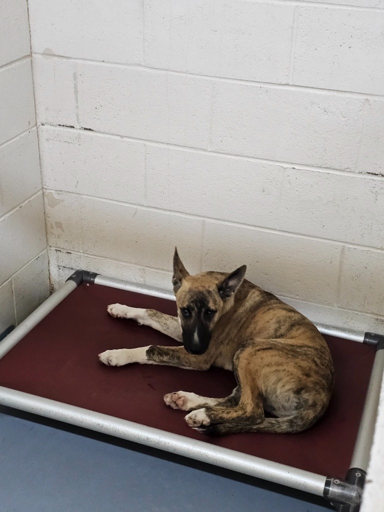 Frodo, an adoptable Mixed Breed in Duncan, OK, 73533 | Photo Image 2