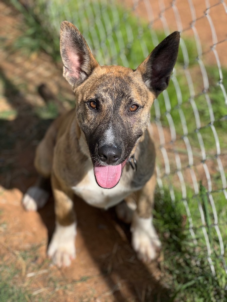 Frodo, an adoptable Mixed Breed in Duncan, OK, 73533 | Photo Image 3