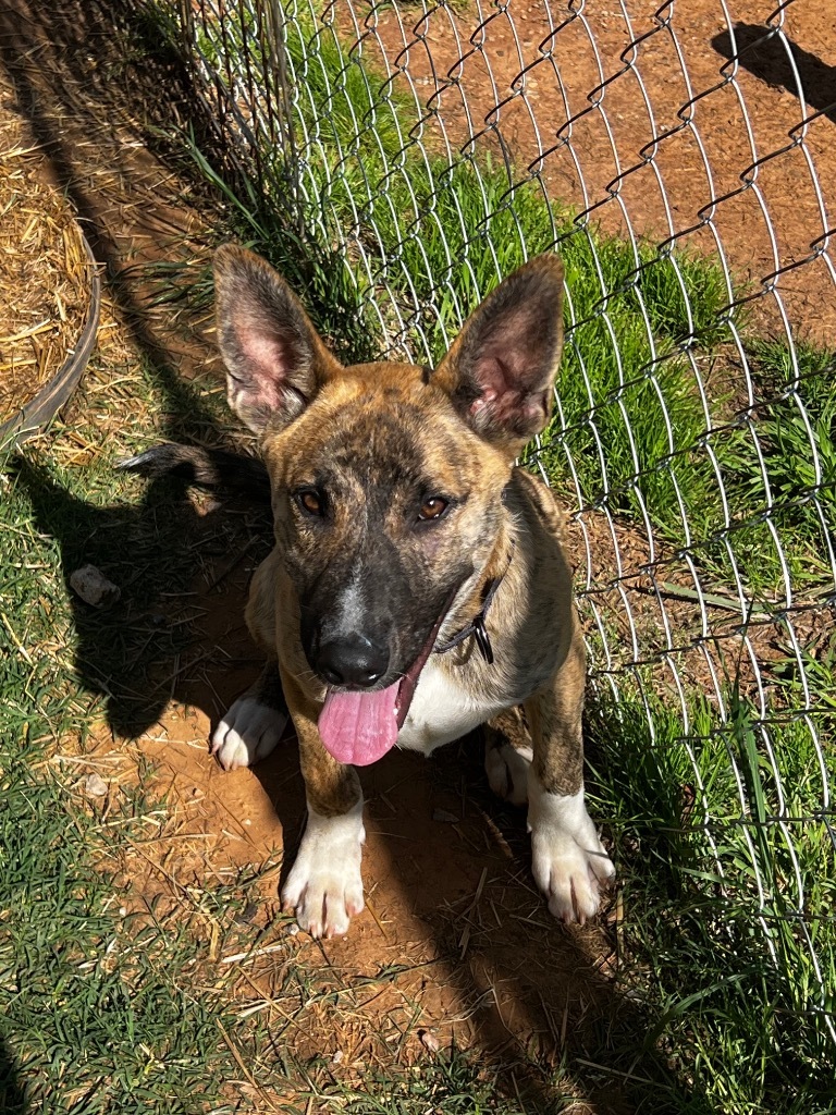 Frodo, an adoptable Mixed Breed in Duncan, OK, 73533 | Photo Image 4