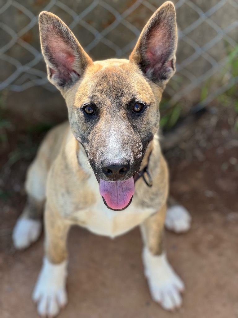 Frodo, an adoptable Mixed Breed in Duncan, OK, 73533 | Photo Image 5