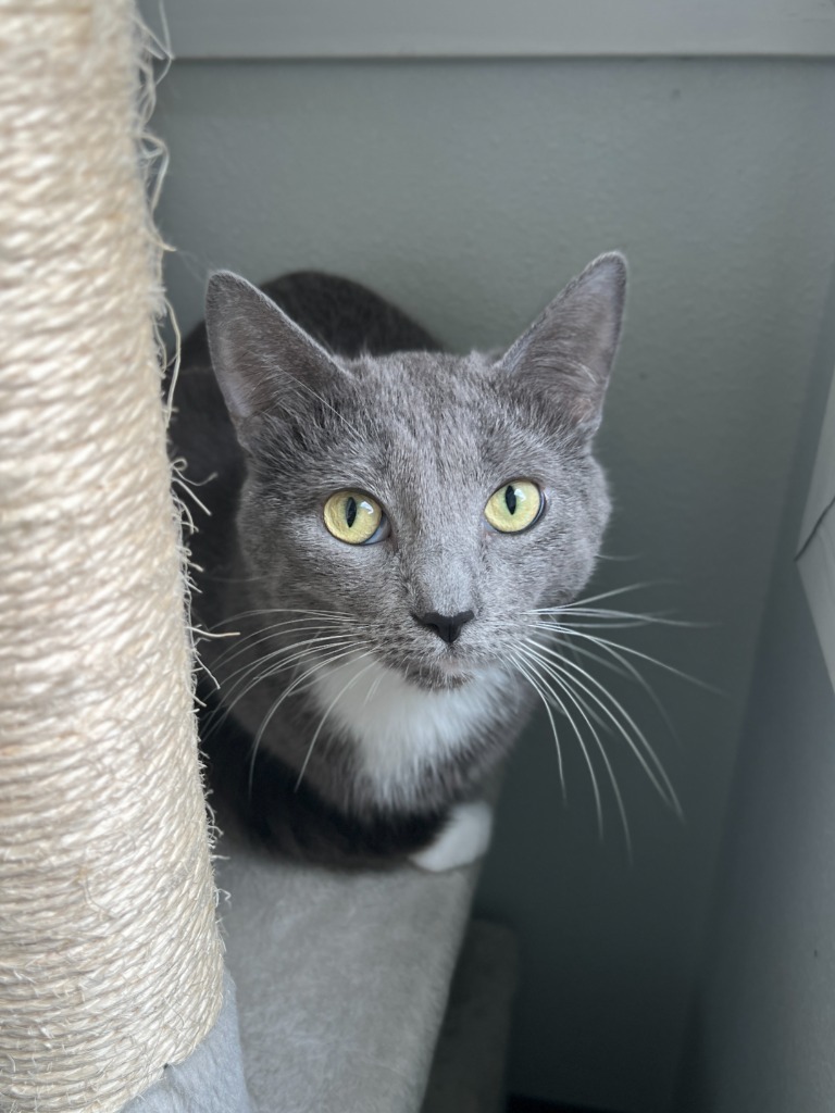Nichelle, an adoptable Domestic Short Hair in Menomonie, WI, 54751 | Photo Image 1