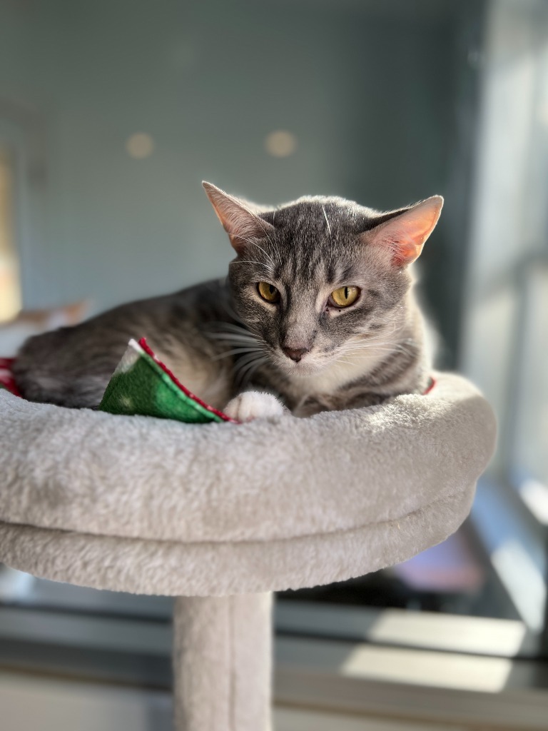 Majel, an adoptable Domestic Short Hair in Menomonie, WI, 54751 | Photo Image 1