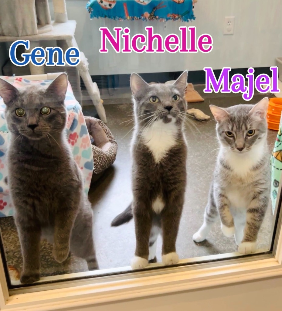 Majel, an adoptable Domestic Short Hair in Menomonie, WI, 54751 | Photo Image 2