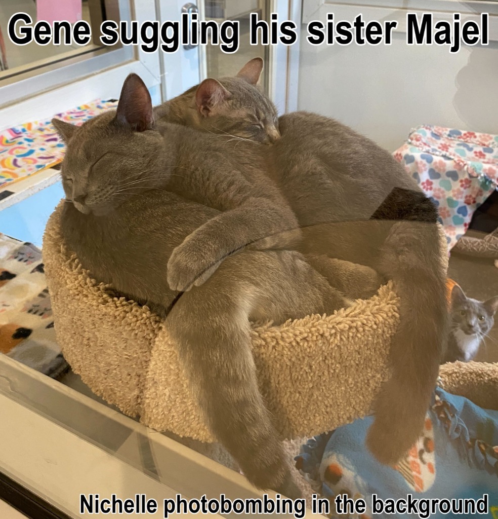 Majel, an adoptable Domestic Short Hair in Menomonie, WI, 54751 | Photo Image 3