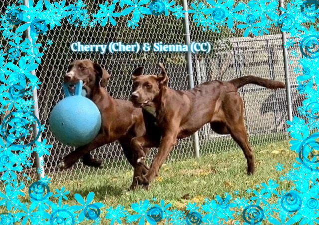 Cher & Sienna (Must be adopted together) 1