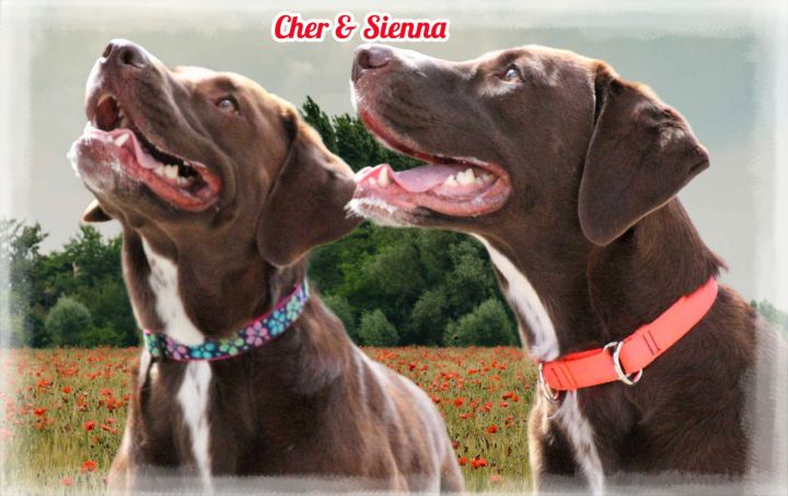 Cher & Sienna (Must be adopted together) 2