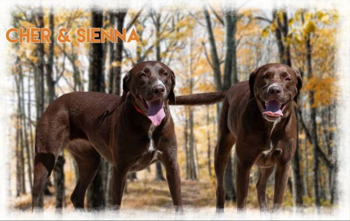 Cher & Sienna (Must be adopted together) 3