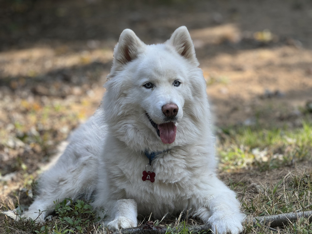 Chance, an adoptable Husky, Samoyed in Armonk, NY, 10504 | Photo Image 1