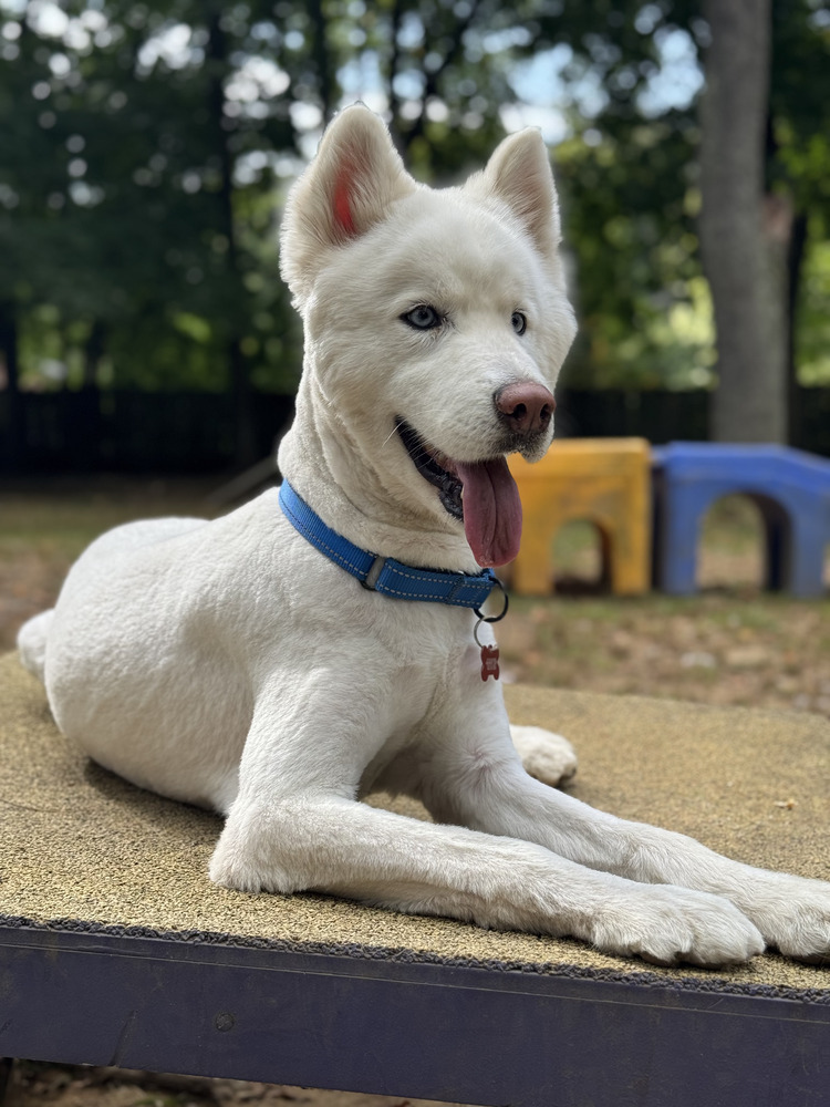 Chance, an adoptable Husky, Samoyed in Armonk, NY, 10504 | Photo Image 2