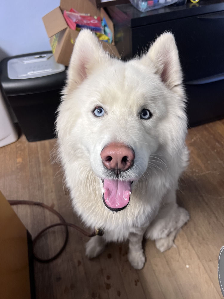 Chance, an adoptable Husky, Samoyed in Armonk, NY, 10504 | Photo Image 3