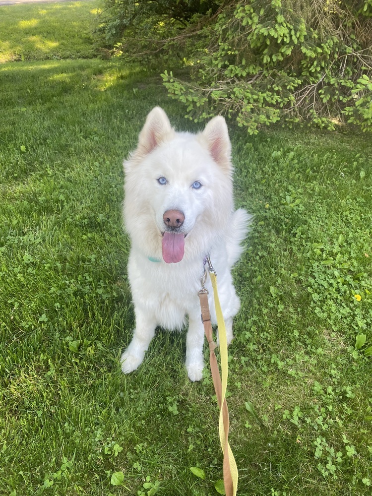 Chance, an adoptable Husky, Samoyed in Armonk, NY, 10504 | Photo Image 4