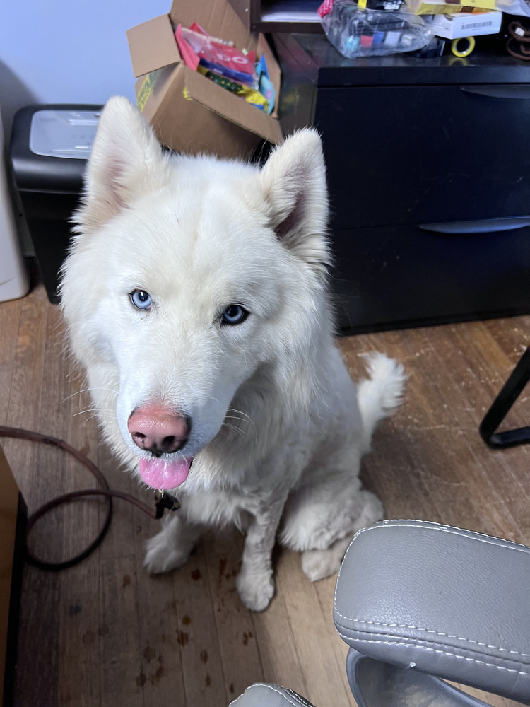 Chance, an adoptable Husky, Samoyed in Armonk, NY, 10504 | Photo Image 5