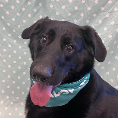 Licorice, an adoptable Black Labrador Retriever in Show Low, AZ, 85901 | Photo Image 1