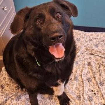 Licorice, an adoptable Black Labrador Retriever in Show Low, AZ, 85901 | Photo Image 2