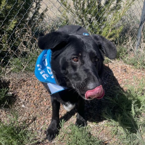 Licorice, an adoptable Black Labrador Retriever in Show Low, AZ, 85901 | Photo Image 3