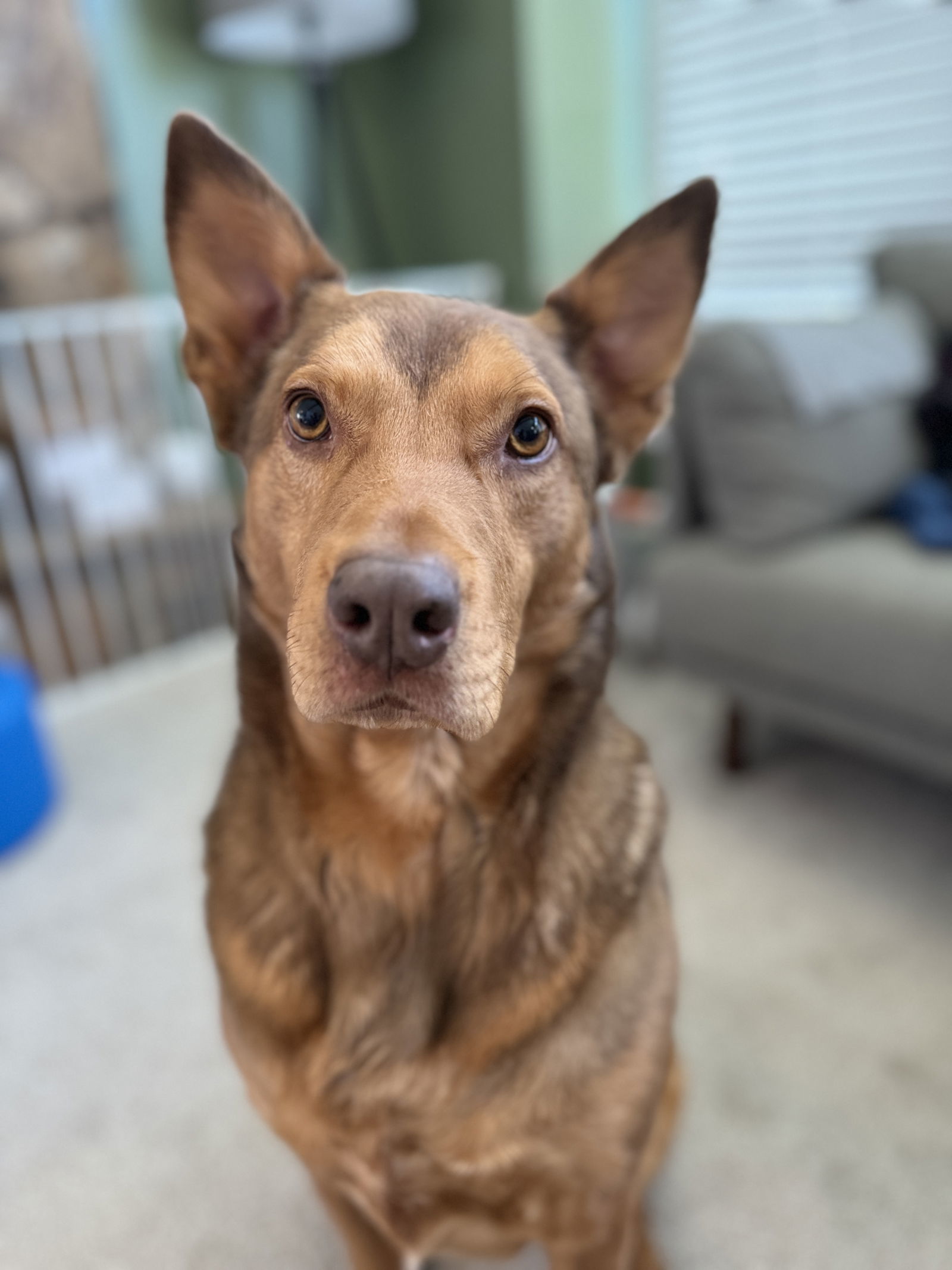 Caramel Macciato, an adoptable Shepherd in Salt Lake City, UT, 84171 | Photo Image 1