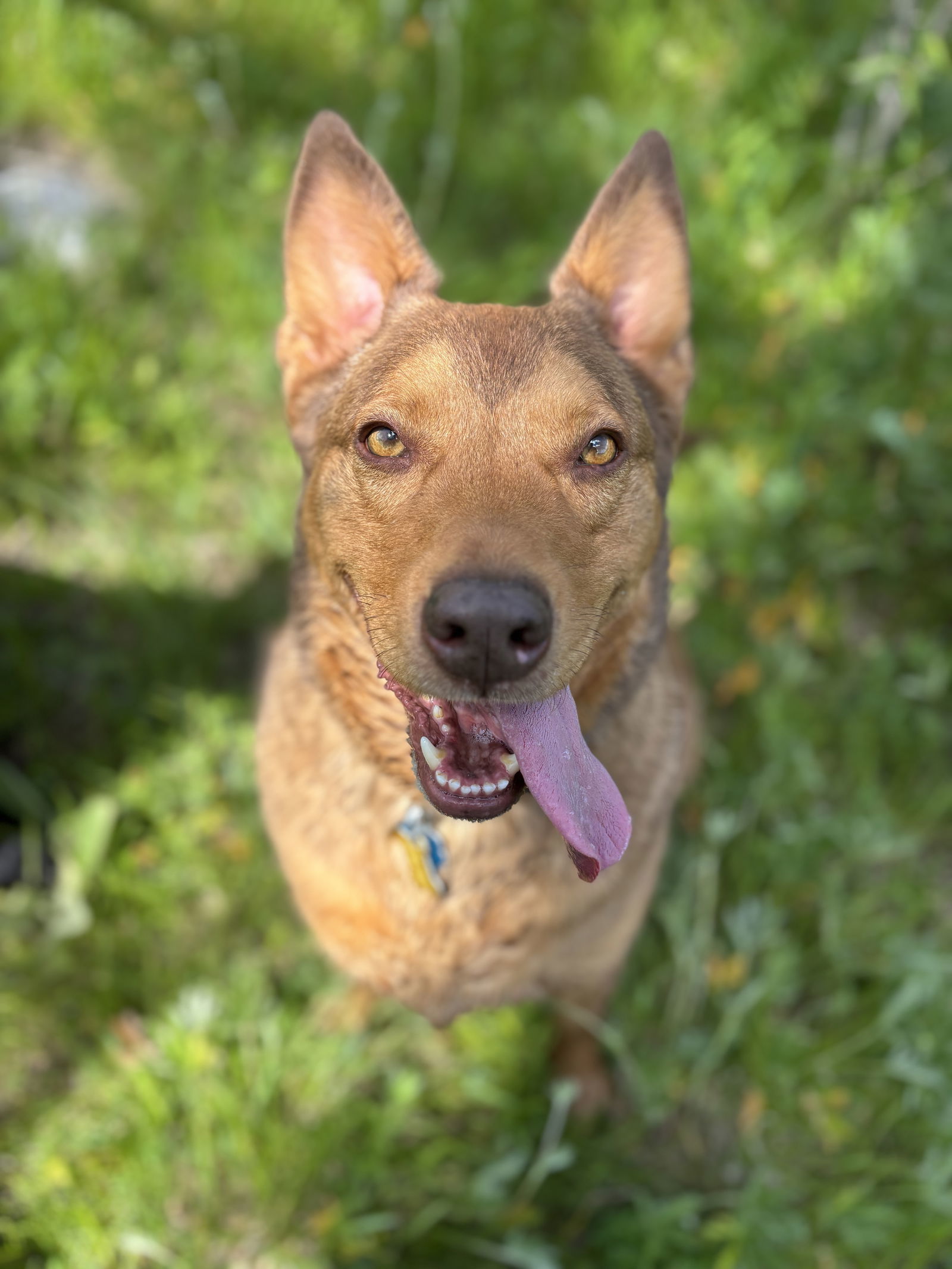 Caramel Macciato, an adoptable Shepherd in Salt Lake City, UT, 84171 | Photo Image 1