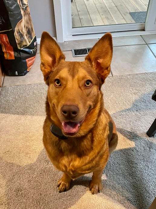 Caramel Macciato, an adoptable Shepherd in Salt Lake City, UT, 84171 | Photo Image 2