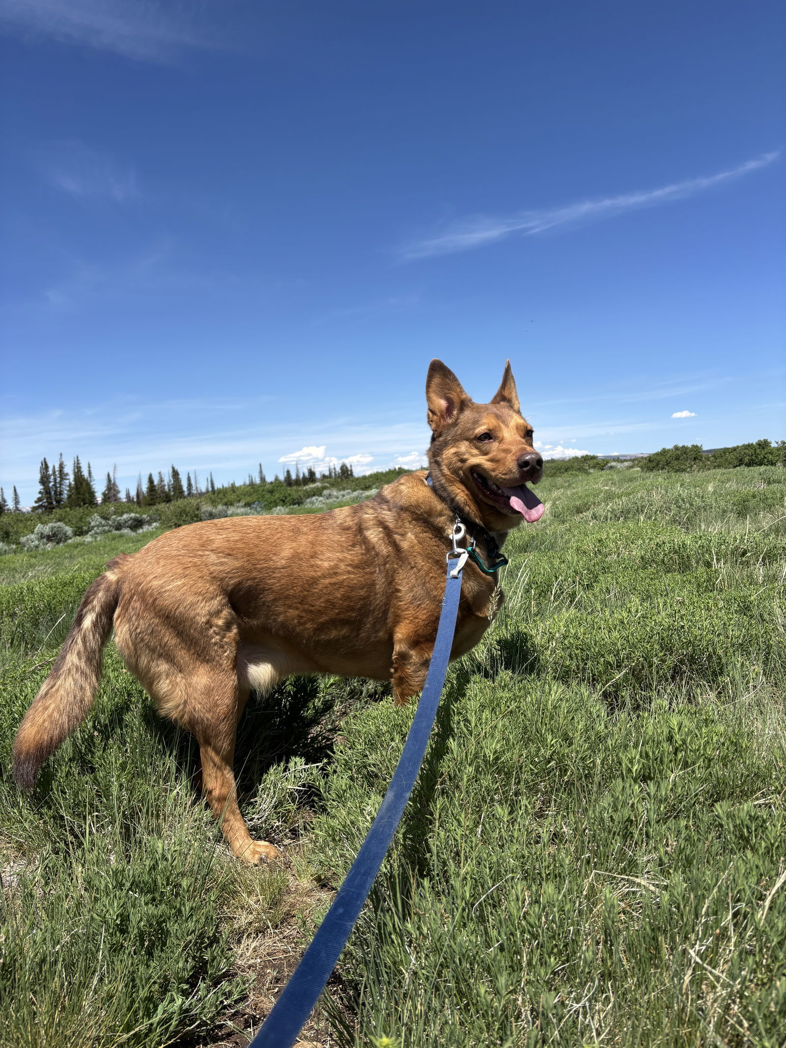 Caramel Macciato, an adoptable Shepherd in Salt Lake City, UT, 84171 | Photo Image 2