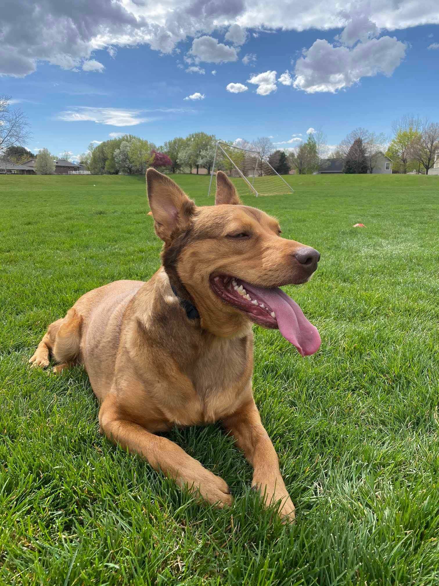 Caramel Macciato, an adoptable Shepherd in Salt Lake City, UT, 84171 | Photo Image 3