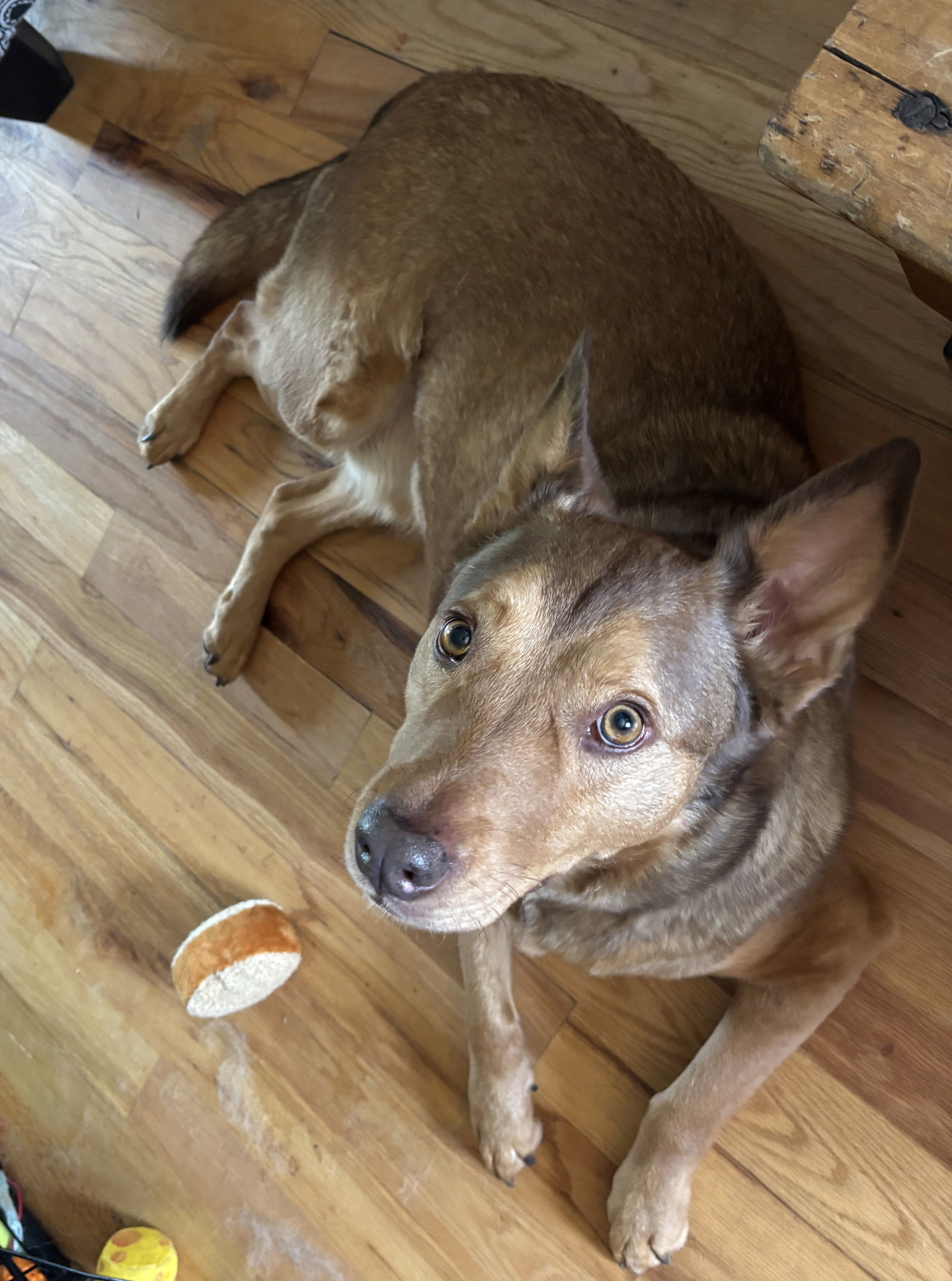 Caramel Macciato, an adoptable Shepherd in Salt Lake City, UT, 84171 | Photo Image 3