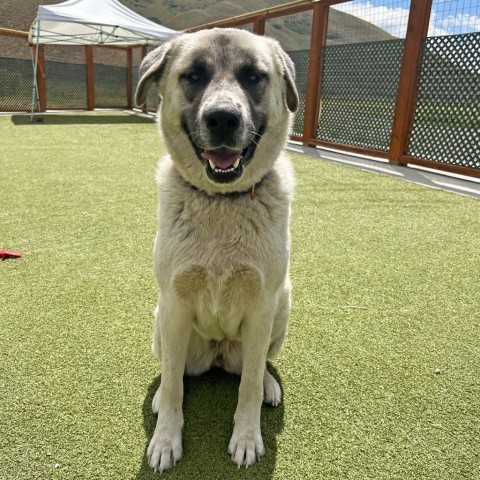 Isabel, an adoptable Mixed Breed in Hailey, ID, 83333 | Photo Image 1