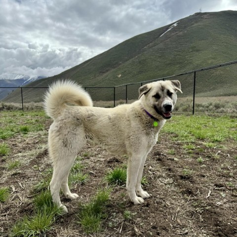 Isabel, an adoptable Mixed Breed in Hailey, ID, 83333 | Photo Image 2