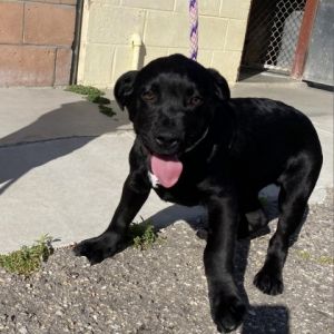 Hi My name is Cheddar and Im at the Santa Barbara Campus Im a 3 month old male Black Labrador