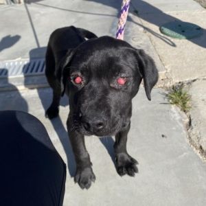 Hi My name is Colby and Im at the Santa Barbara Campus Im a 3 month old male Black Labrador