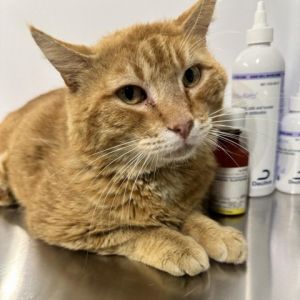 Meet Ozark a handsome 2-year-old orange tabby male cat Ozark is a vibrant and affectionate feline 