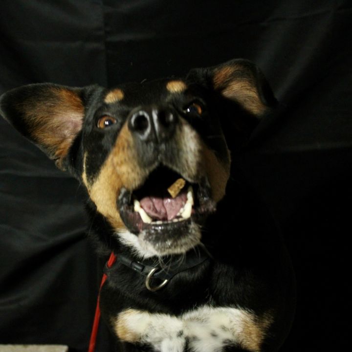 Charlie 4