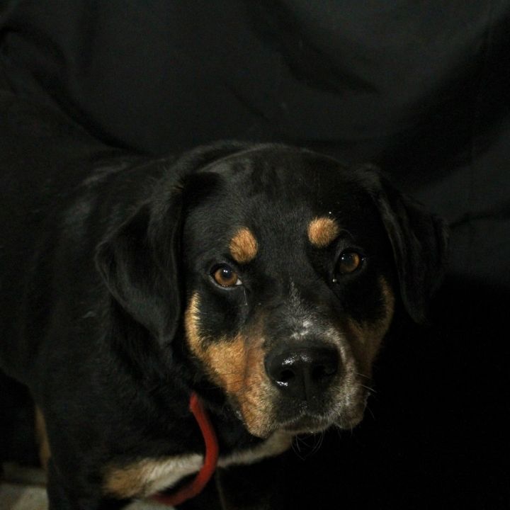 Charlie 6