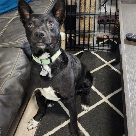 Carter, an adoptable Mixed Breed in Sioux Falls, SD, 57106 | Photo Image 2